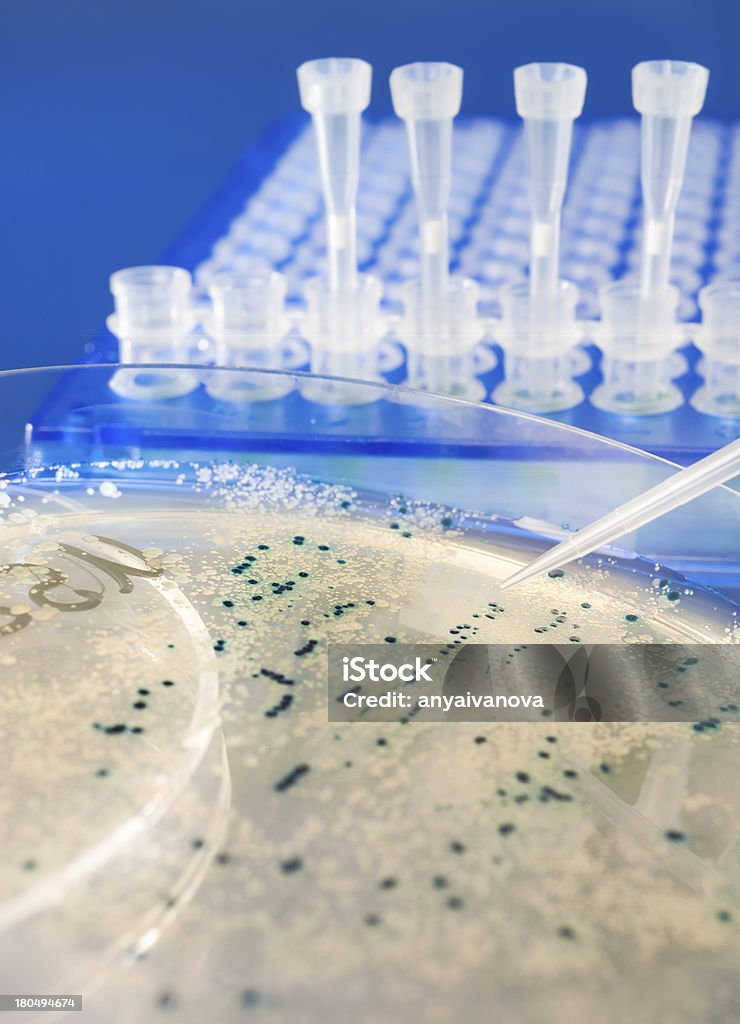 Plano aproximado em colónias Bacteriana - Royalty-free ADN Foto de stock
