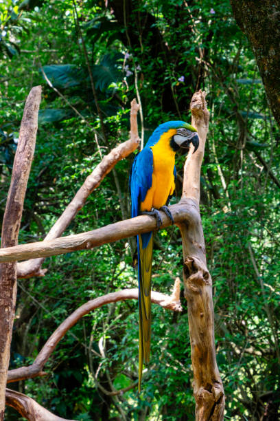 istock Blue-and-yellow macaw on top of a tree trunk 1804956471