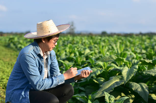 istock Tobacco Smart Farmer 1804962539