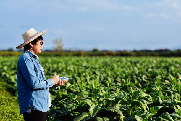 istock Tobacco Smart Farmer 1804964132