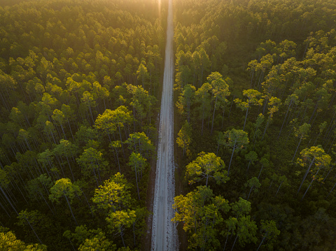 sandy forest road at sunrise - Apalachicola National Forest in Florida, aerial view