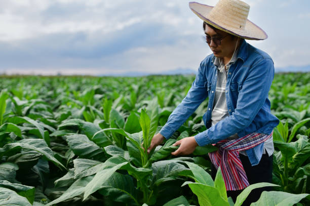 istock Tobacco Smart Farmer 1804966859