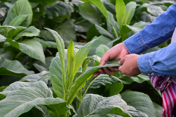 istock Tobacco Smart Farmer 1804968027