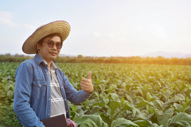 istock Tobacco Smart Farmer 1804969242