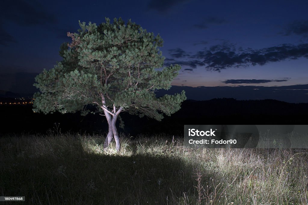 Árvore na noite - Royalty-free Flash - Equipamento Fotográfico Foto de stock