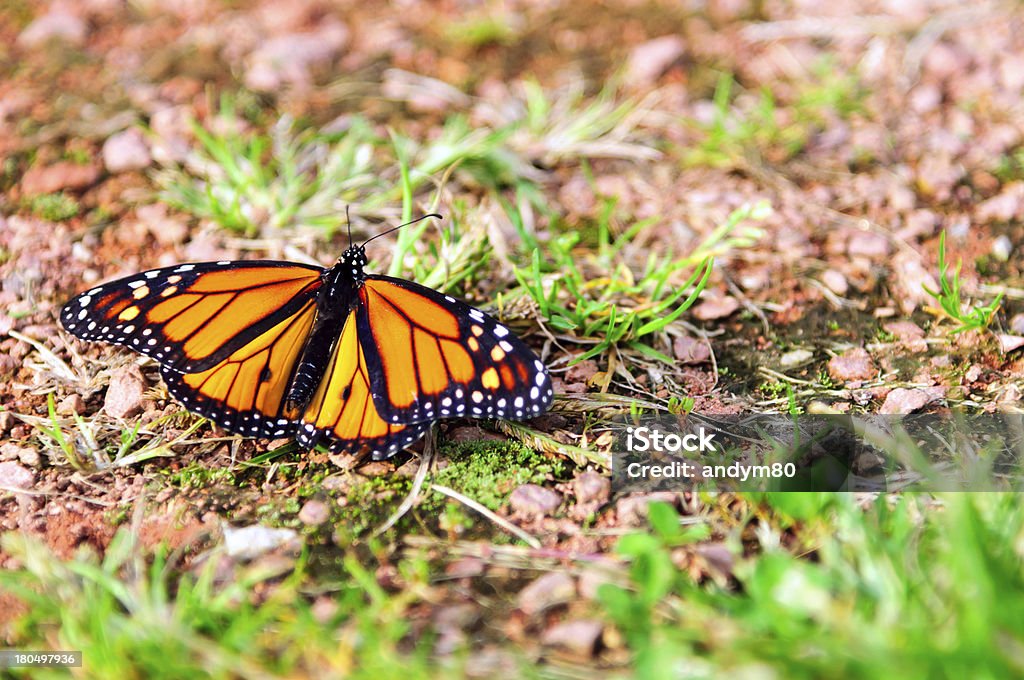 Papillon monarque assis sur le sol - Photo de Aile d'animal libre de droits