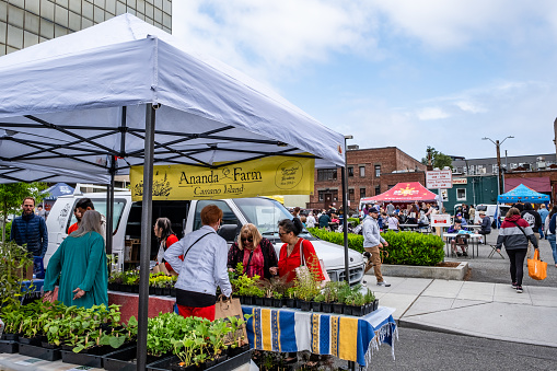 Everett, WA - May 28, 2023: Shoppers at the Everett Farmers' Market on Wetmore Avenue in downtown Everett.