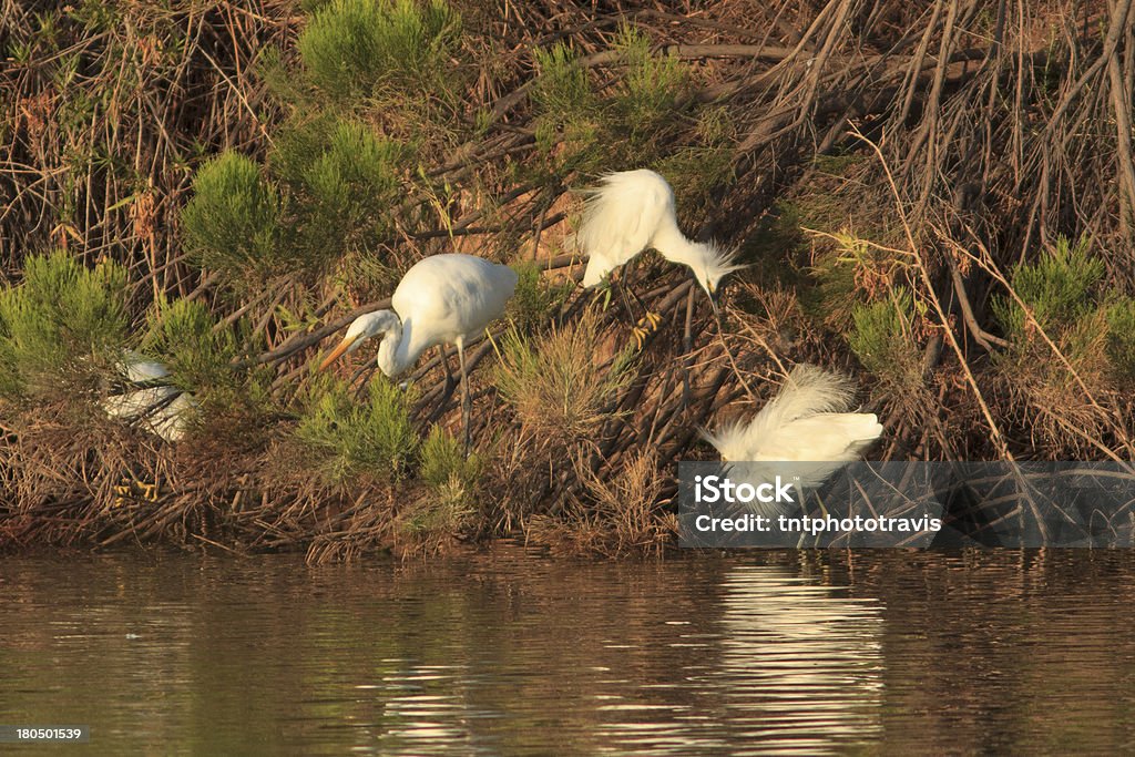 Garças e a luta contra a pesca - Foto de stock de Amarelo royalty-free