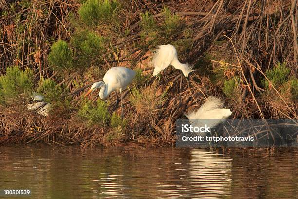 Foto de Garças E A Luta Contra A Pesca e mais fotos de stock de Amarelo - Amarelo, Animal, Animal selvagem