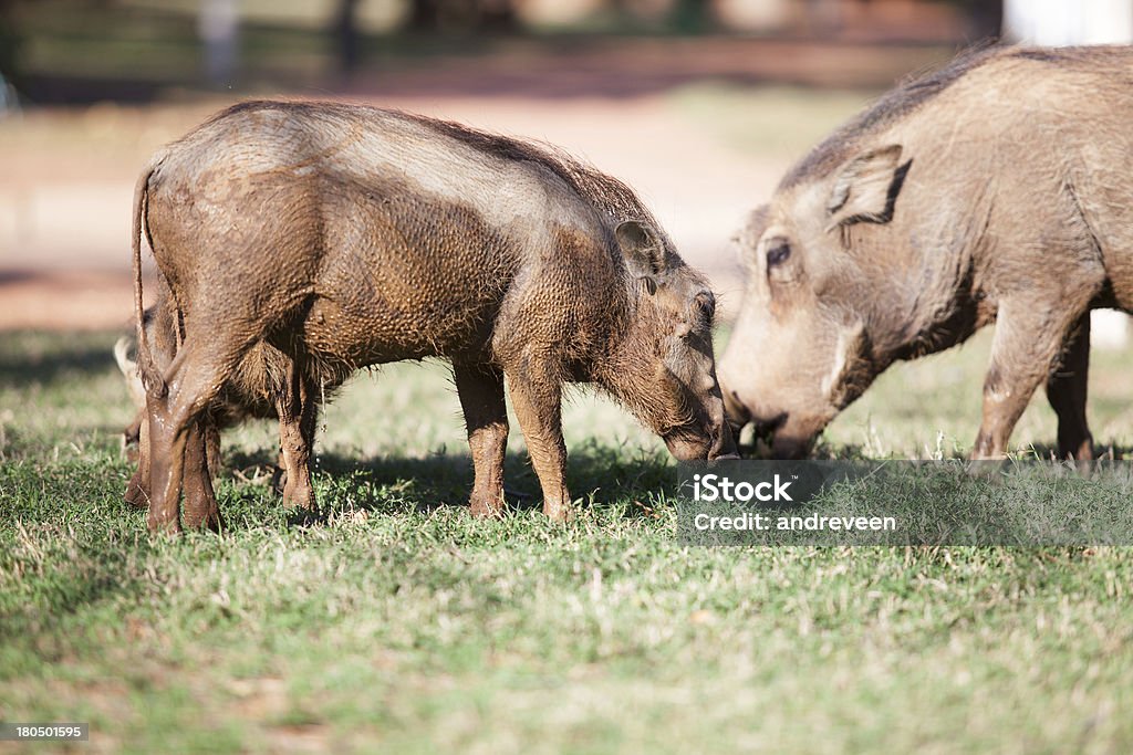 Błoto pokryte warthogs karmienia na trawie - Zbiór zdjęć royalty-free (Afryka)