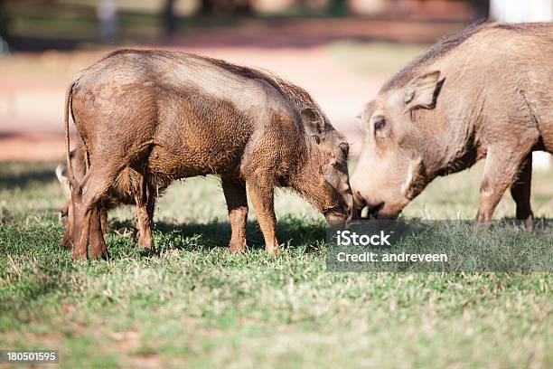 Błoto Pokryte Warthogs Karmienia Na Trawie - zdjęcia stockowe i więcej obrazów Afryka - Afryka, Brzydota, Busz