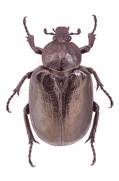 istock Female of the endangered Hermit Beetle (Osmoderma eremita) 180501673