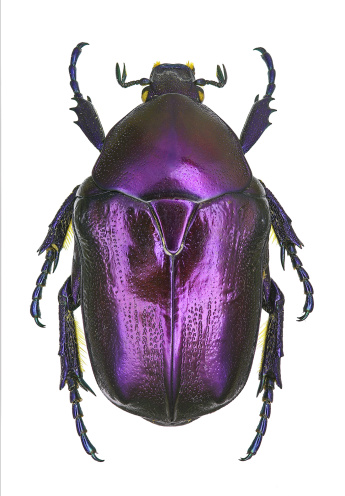 Protaetia (Eupotosia) mirifica, an endangered and protected European beetle