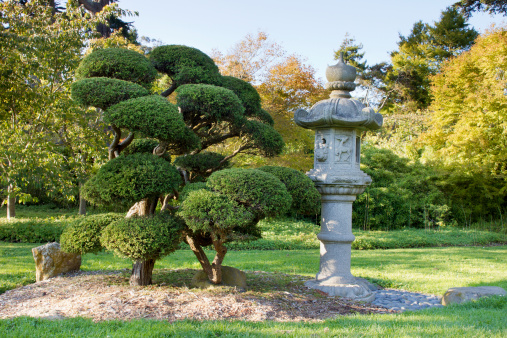 Stone Lantern and Pruned Bonsai Tree at Japanese Garden in San Francisco