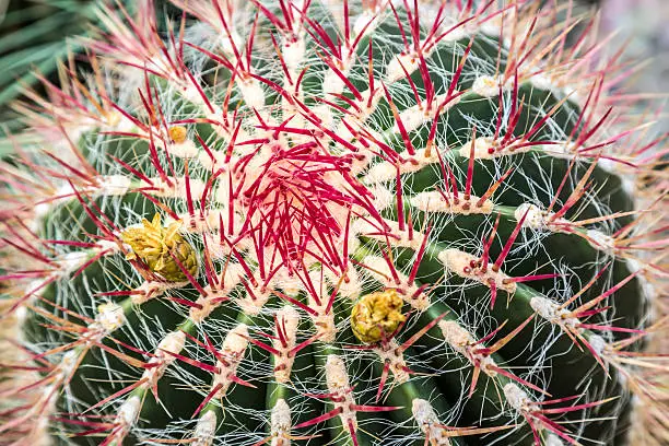 closeup of a cactus with red spikes.