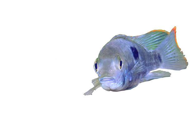 istock Aquarium Fish dwarf Cichlid-Apistogramma nijsseni. 180503740