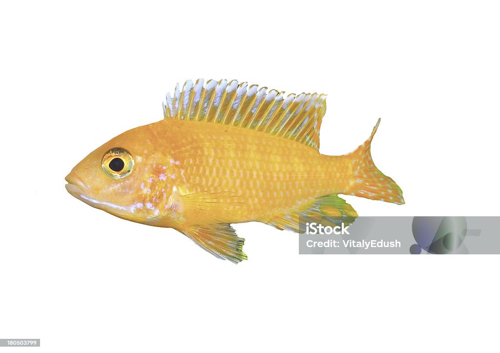 Akwarium ryby dwarf Pielęgnica-Aulonocara. - Zbiór zdjęć royalty-free (Akwarium kula)