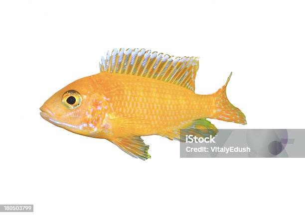 Akwarium Ryby Dwarf Pielęgnicaaulonocara - zdjęcia stockowe i więcej obrazów Akwarium kula - Akwarium kula, Czerwony, Dekoracja