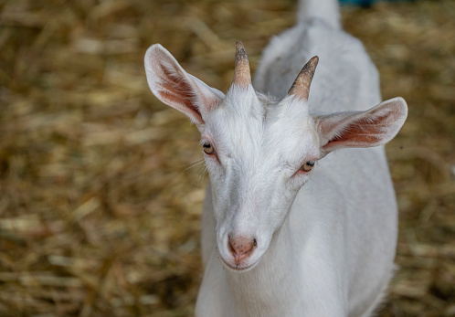 portrait of the white goat at farm near Kazan, Russia