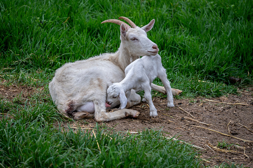 Mother goat feeding young kid.