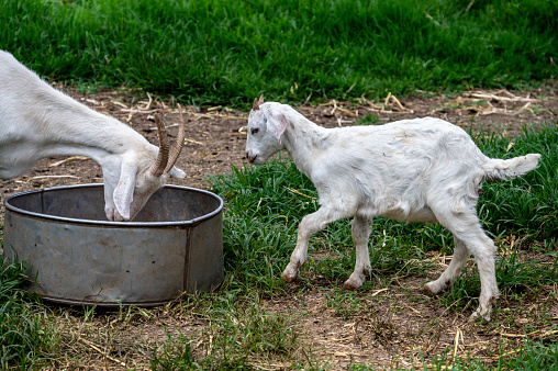 Kid goat looks on as mother goat feeds.