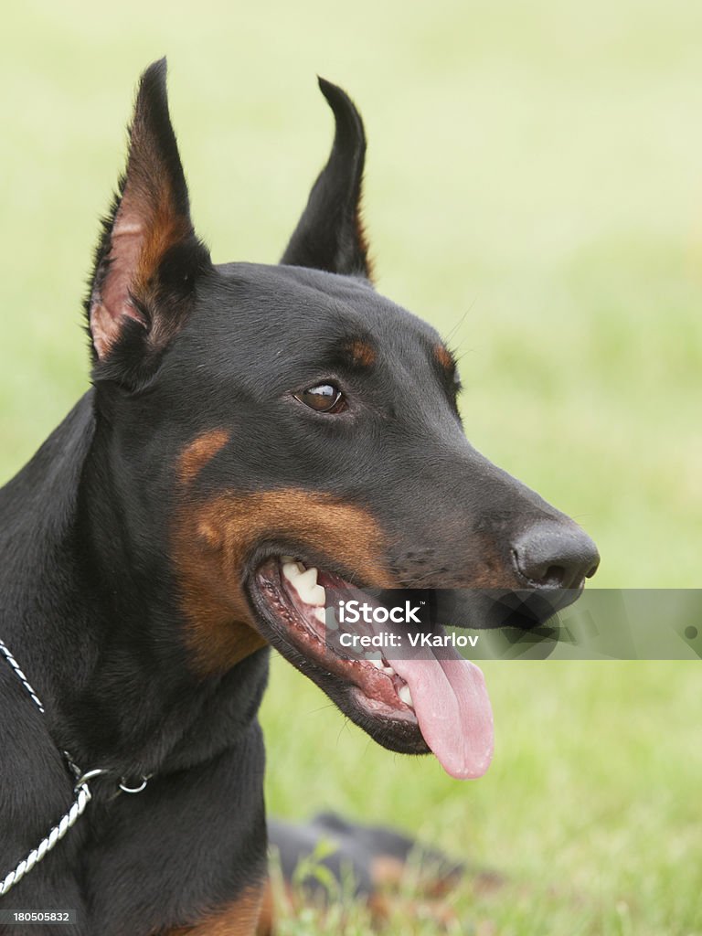 Retrato de raça pura Doberman Pinscher sobre fundo verde - Royalty-free Animal Foto de stock