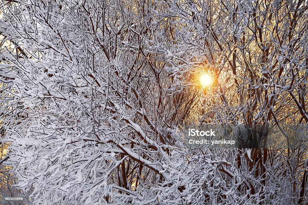 winter-Wald und Sonne - Lizenzfrei Arktis Stock-Foto