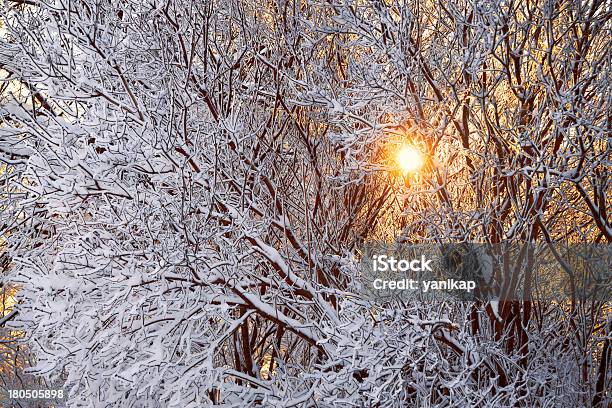 Winterwald Und Sonne Stockfoto und mehr Bilder von Arktis - Arktis, Ast - Pflanzenbestandteil, Baum