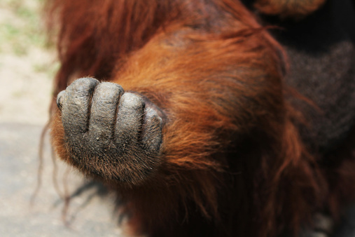 orangutan were clenched hand