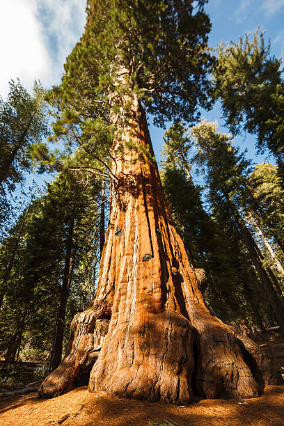 istock Close-up trunk of Giant Sequoia Tree dappled by sunlight 180506292