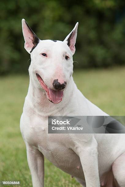 Retrato De Raça Pura Bull Terrier Sobre Fundo Verde - Fotografias de stock e mais imagens de Animal