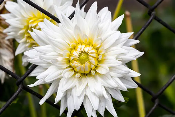 closeup of a white chrysanthemum in a fence.