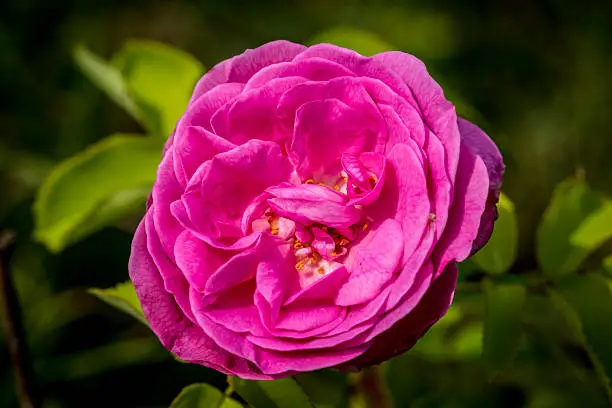closeup of a pink peony flower in a garden.