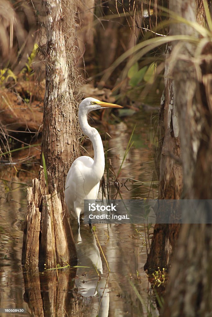 Garça-Branca-Grande (Ardea alba) em Everglades National Park - Foto de stock de Animal royalty-free