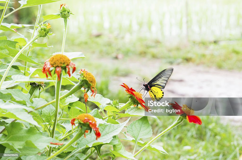 Farfalla con fiore - Foto stock royalty-free di Ala di animale