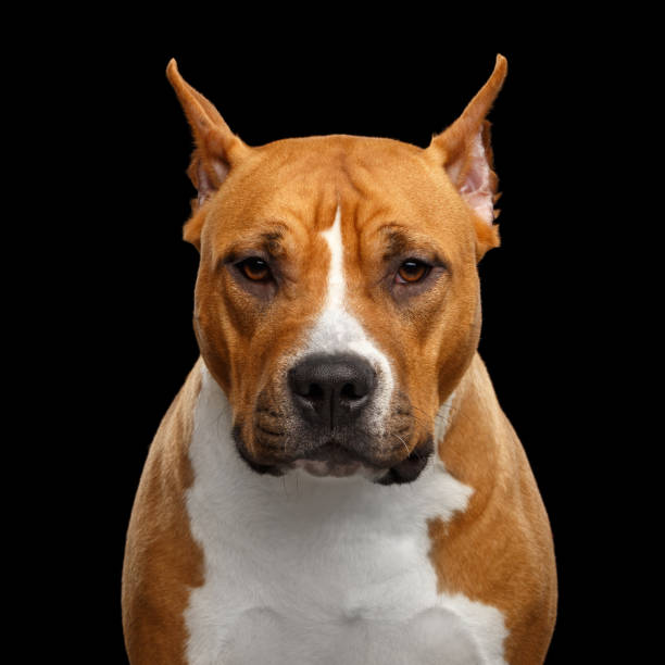 istock American Staffordshire Terrier on Black Background 1805097586