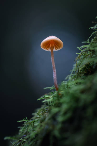 istock Mushroom Growing In The Forest 1805114581