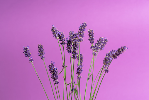 Summer layout made with fresh lavender on violet background. Minimal flower arrangement