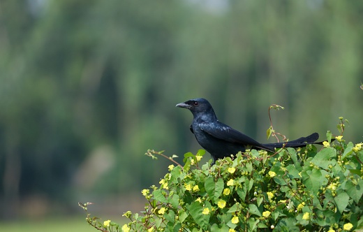A Black Drongo bird sitting on the flower plant in the Autumn morning
