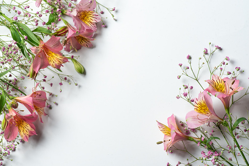 Beautiful pink flowers on white background. Flowers composition. Summer floral concept. Flat lay, copy space.