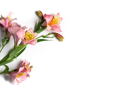 Light pink flower on white background. Alstroemeria flower commonly called Peruvian lily or Inca lily isolated on white. Native to South America. Closeup, with copy space