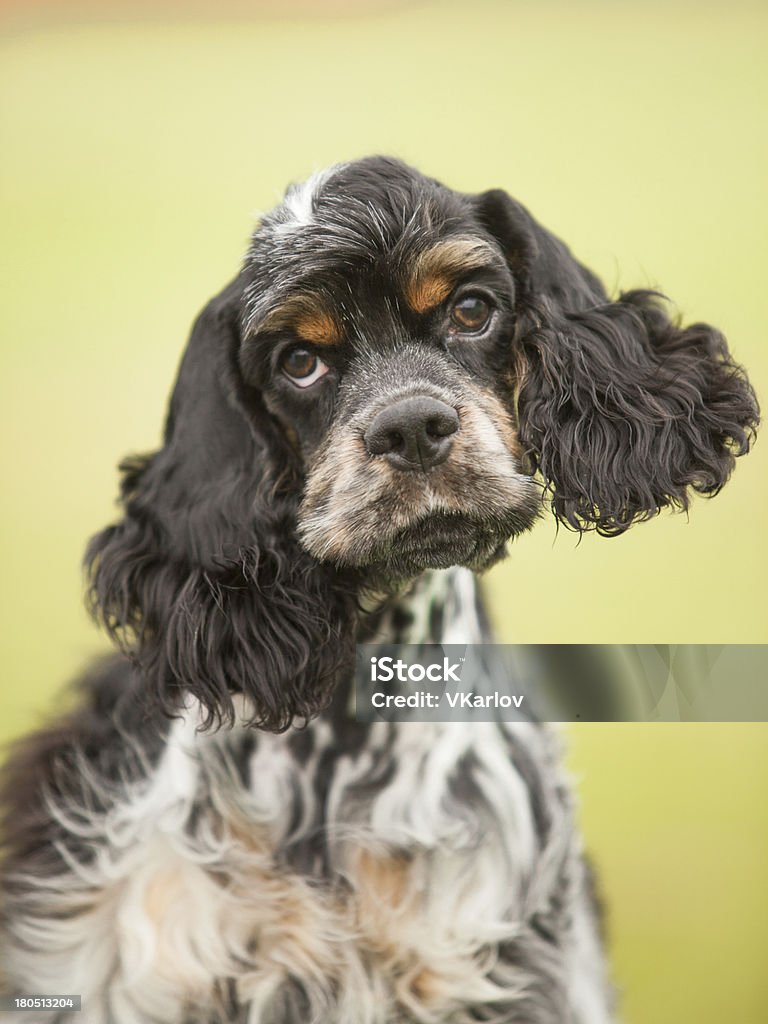 Retrato de cachorro cocker spaniel sobre fondo verde - Foto de stock de Animal libre de derechos