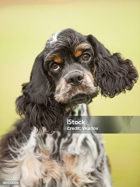 Retrato De Cachorro Cocker Spaniel Sobre Fondo Verde Foto de stock y más banco de imágenes de Animal