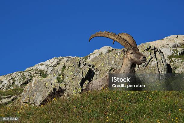 Cabra Montês Dos Alpes Deitada Sobre Um Prado - Fotografias de stock e mais imagens de Alpes Europeus - Alpes Europeus, Alpes suíços, Animal