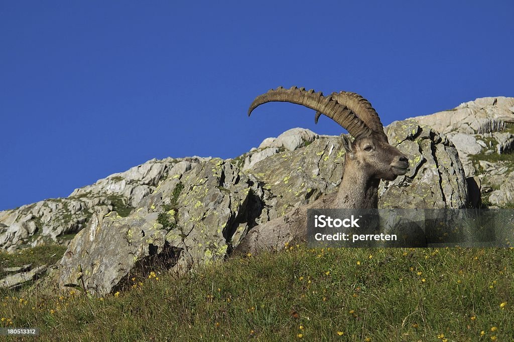 Альпийский козёл лежать на луг - Стоковые фото Альпийский козёл роялти-фри