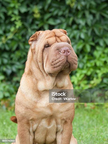 Retrato De Raça Pura Chinês Sharpei Sobre Fundo Verde - Fotografias de stock e mais imagens de Shar-Pei