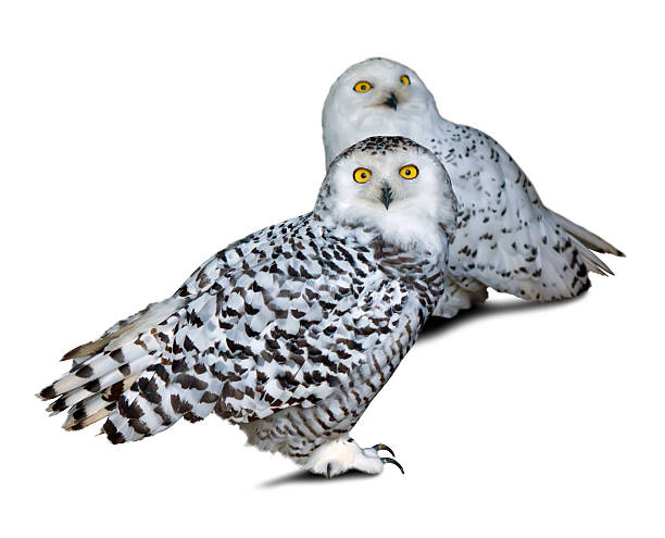 zwei schnee owls - owl snowy owl snow isolated stock-fotos und bilder