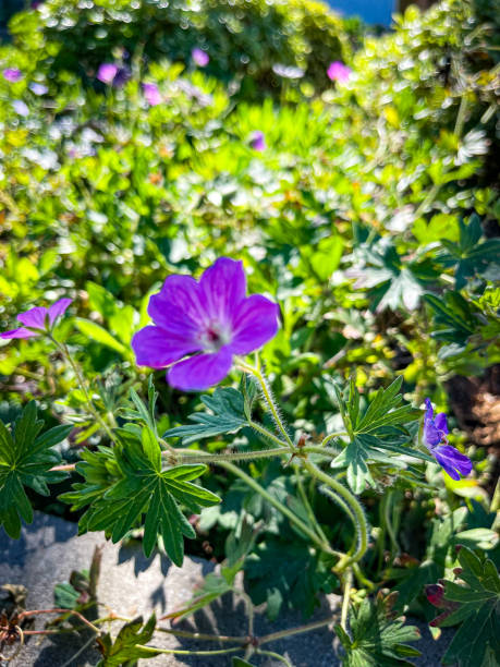istock Purple wildflower in a garden 1805144934