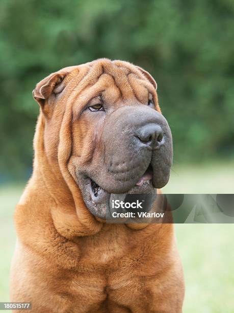 Porträt Von Rassehund Chinesische Shar Pei Auf Grünem Hintergrund Stockfoto und mehr Bilder von Niemand