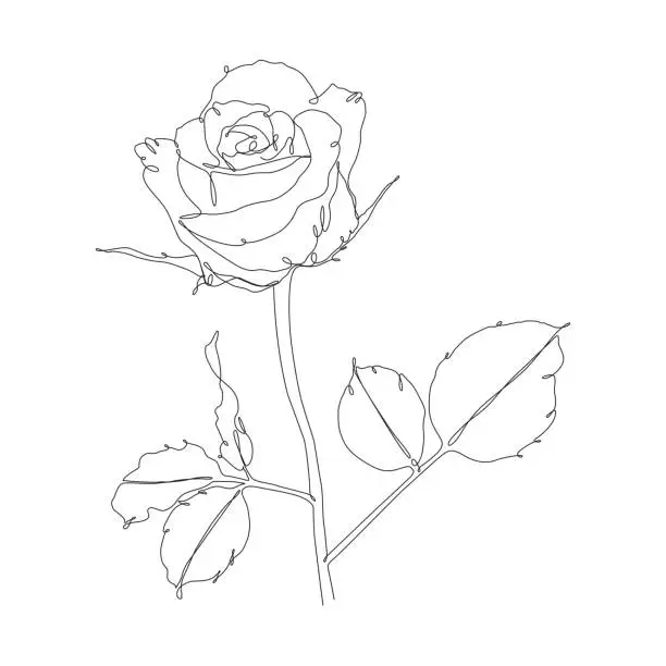 Vector illustration of Rose Continuous Line Drawing with Editable Stroke